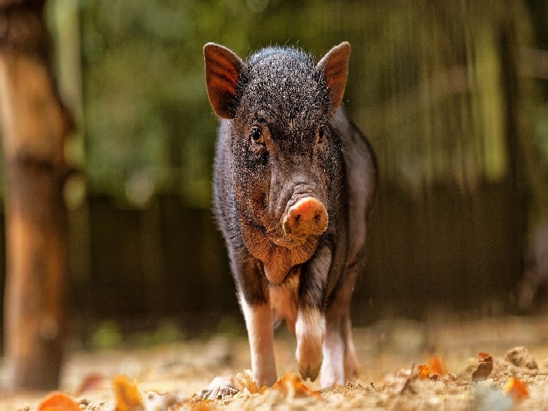 试管吃妈富隆出血试管婴儿出水试管前烫发了