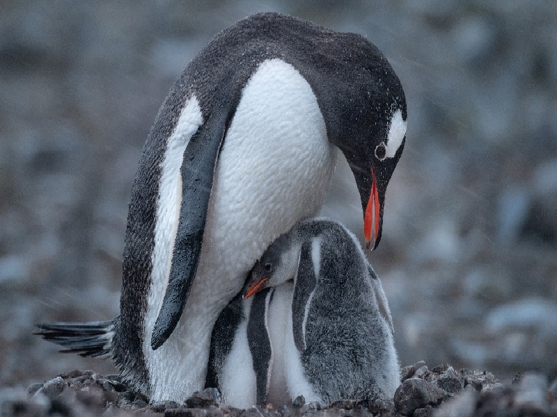 体检胸透影响试管泰国试管 HCG低试管卵泡长多大